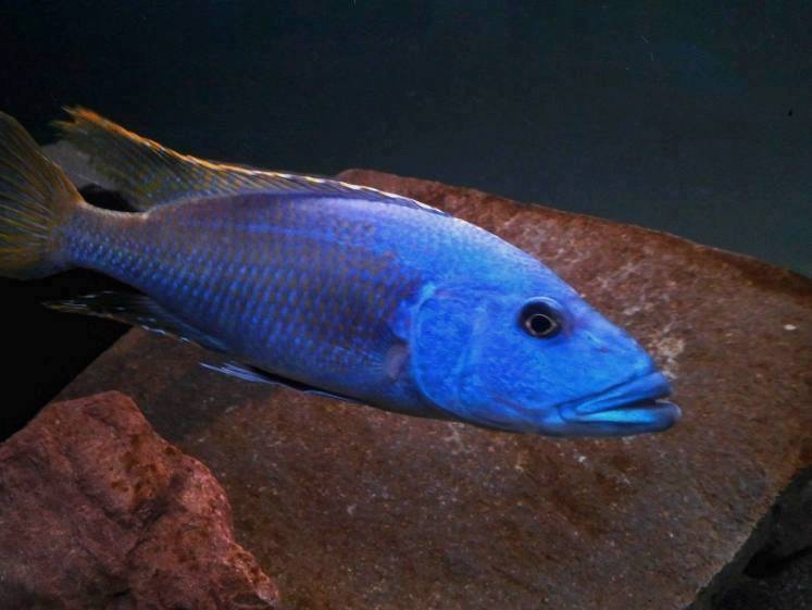 Tyrannochromis nigriventer 'Matema'